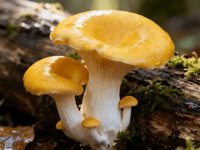 golden oyster mushroom golden oyster mushroom