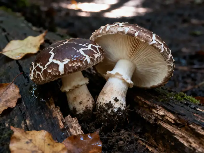 Organic shiitake powder Organic shiitake powder
