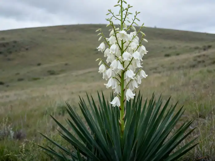 Yucca extract powder Yucca extract powder