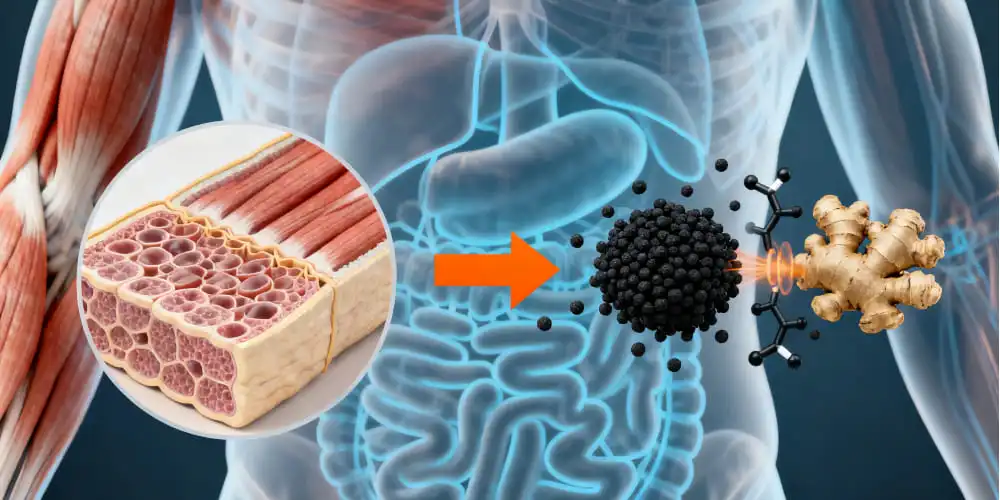 The Science Behind Black Ginger's Pre-Workout Potential The Science Behind Black Ginger's Pre-Workout Potential