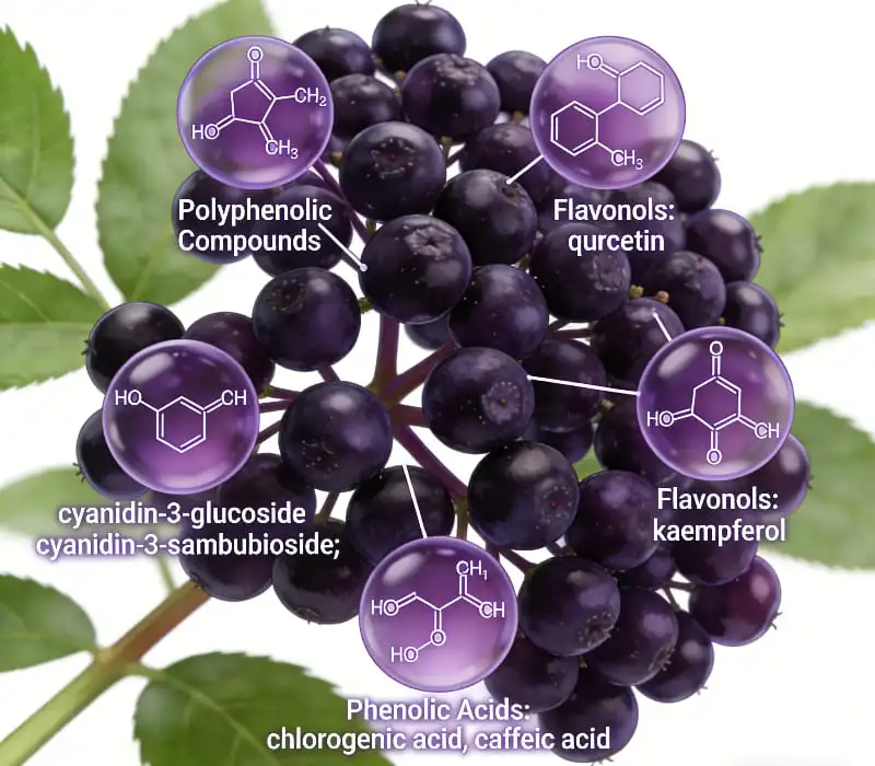 Chemical Composition of Elderberry Chemical Composition of Elderberry