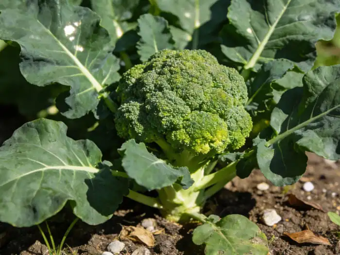 glucoraphanin glucoraphanin