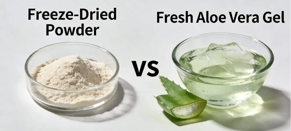 Freeze-Dried Powder vs Fresh Aloe Vera Gel Freeze-Dried Powder vs Fresh Aloe Vera Gel