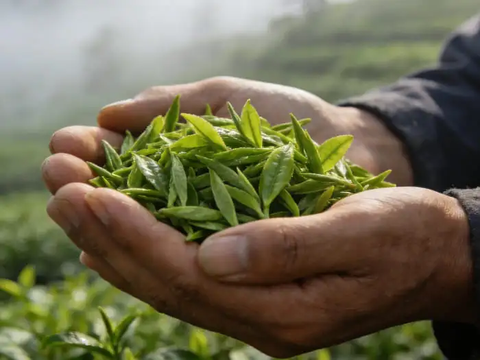 green tea extract green tea extract