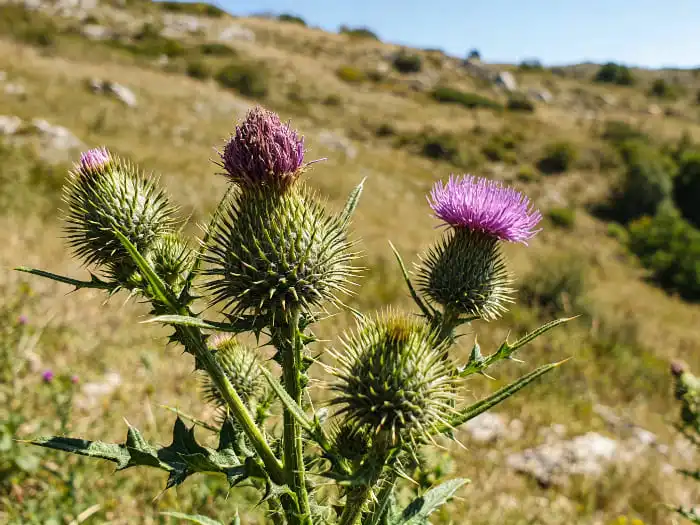 milk thistle milk thistle