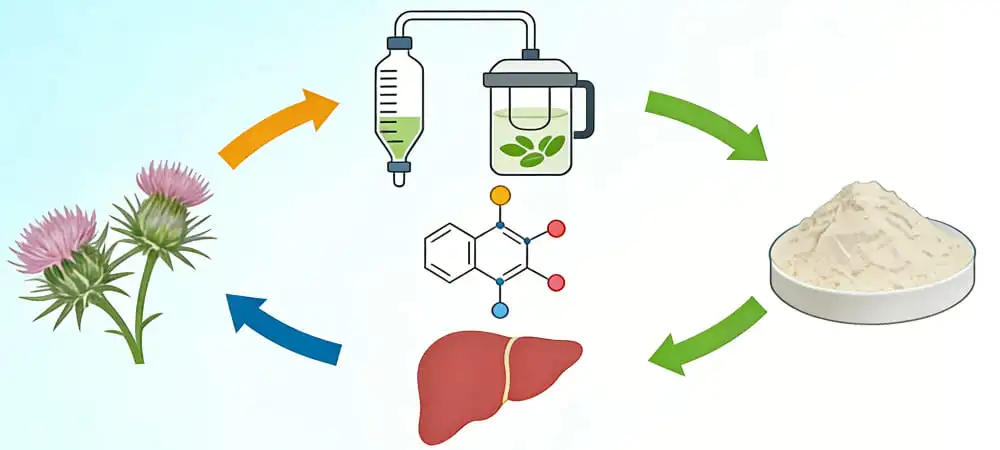 What Is Milk Thistle Extract Powder and Its Key Uses What Is Milk Thistle Extract Powder and Its Key Uses