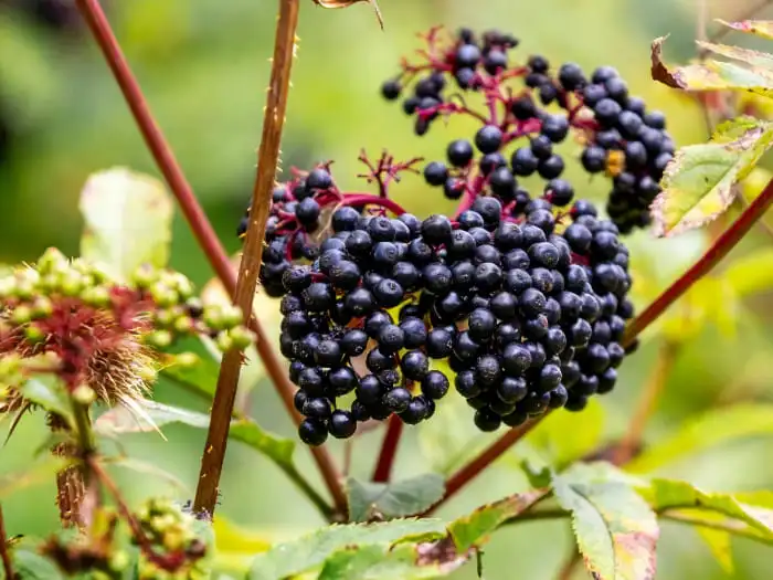 Sambucus extract Sambucus extract