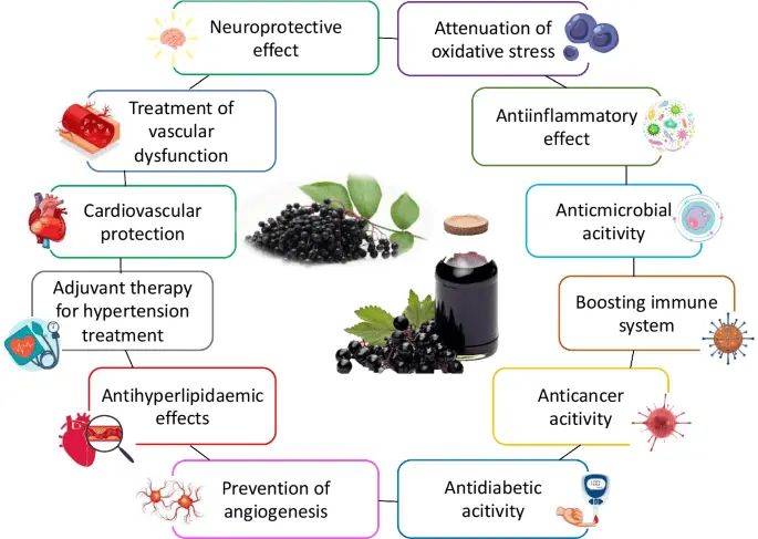 Top Applications of Sambucus Extract in Functional Foods and Beverages Top Applications of Sambucus Extract in Functional Foods and Beverages