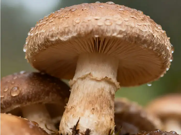 organic shiitake powder organic shiitake powder