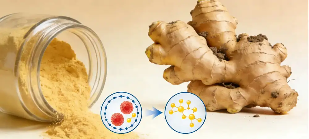 Understanding Organic Ginger Powder and Its Anti-Inflammatory Benefits Understanding Organic Ginger Powder and Its Anti-Inflammatory Benefits