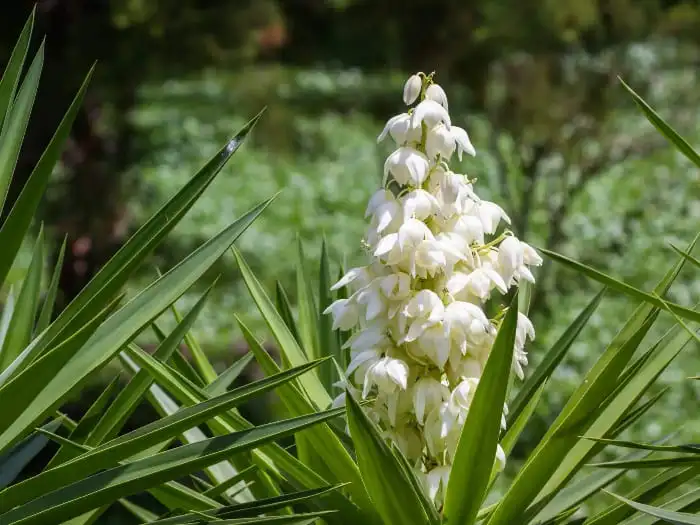 yucca yucca