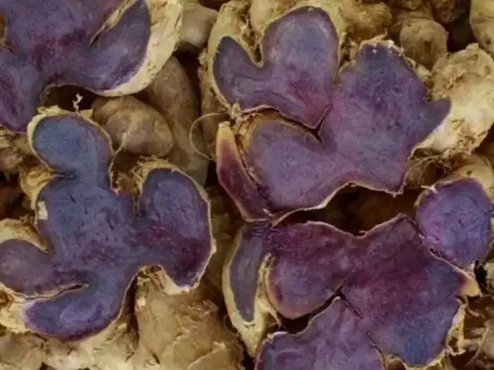 black ginger extract black ginger extract