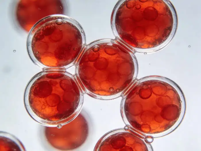 Understanding Haematococcus Pluvialis Cultivation Understanding Haematococcus Pluvialis Cultivation