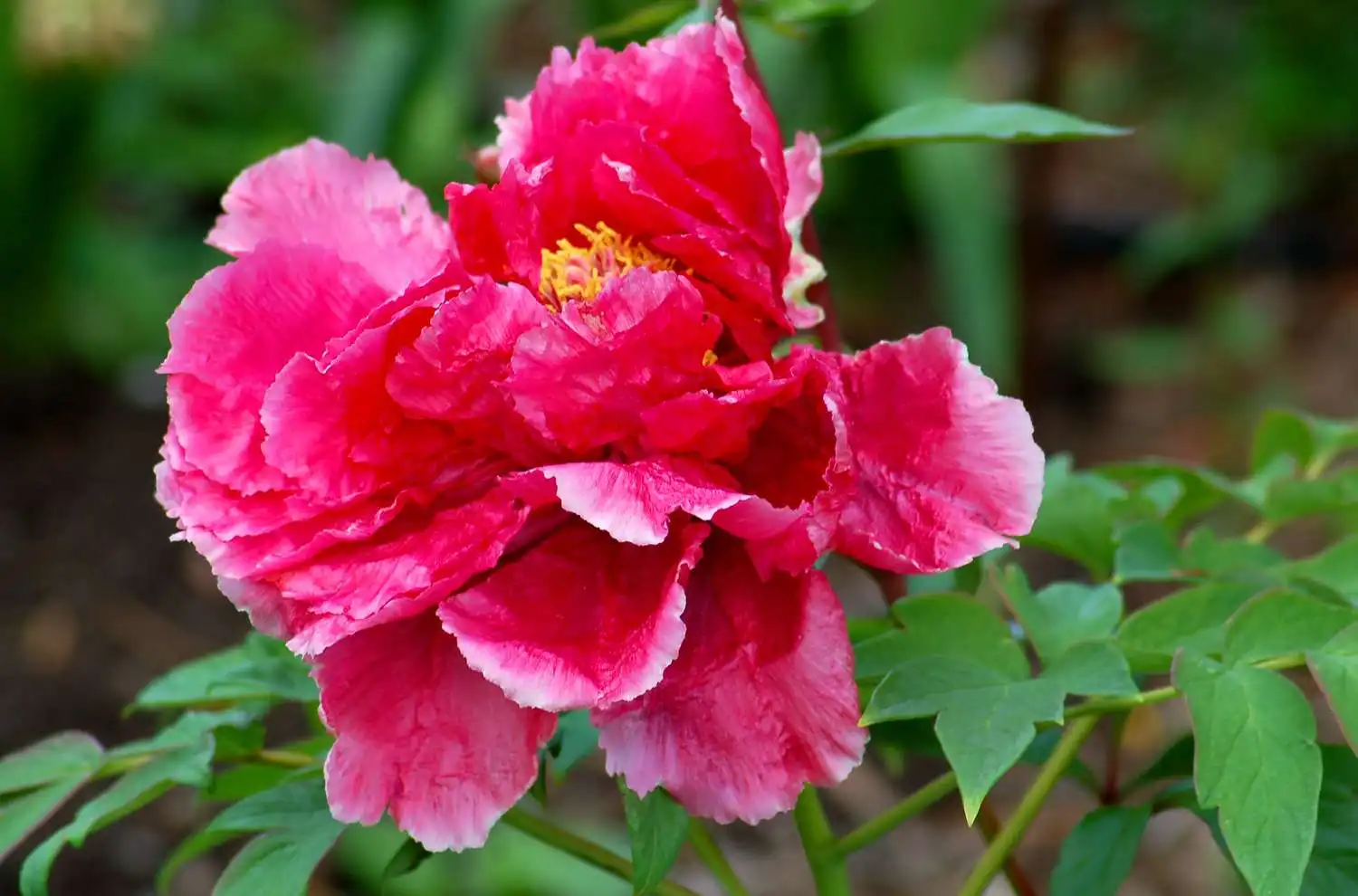 Paeonia Suffruticosa Extract-Wellgreen Paeonia Suffruticosa Extract-Wellgreen