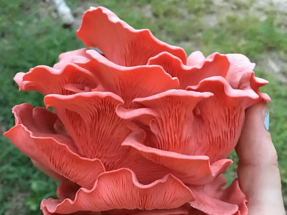 Pink Oyster Mushroom Pink Oyster Mushroom