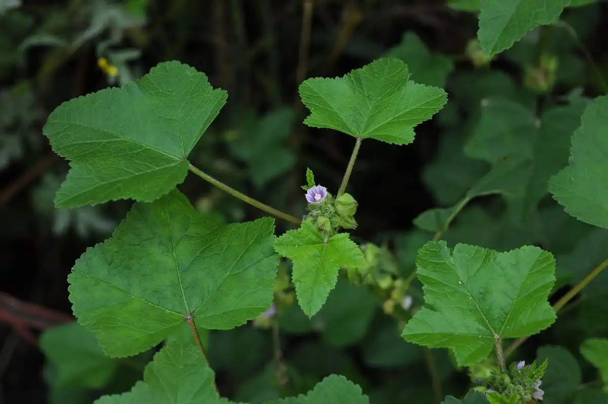 malva-verticillata-extract