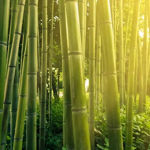 Bamboo Shavings Extract Bamboo Shavings Extract