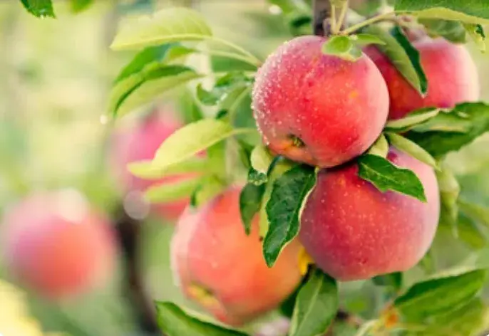 apple-cider-vinegar-powder apple-cider-vinegar-powder