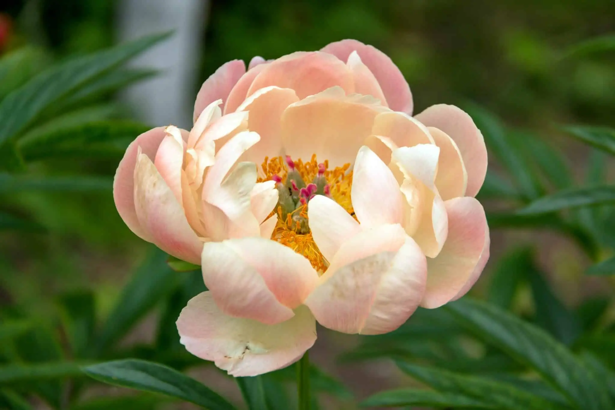 paeonia-suffruticosa paeonia-suffruticosa