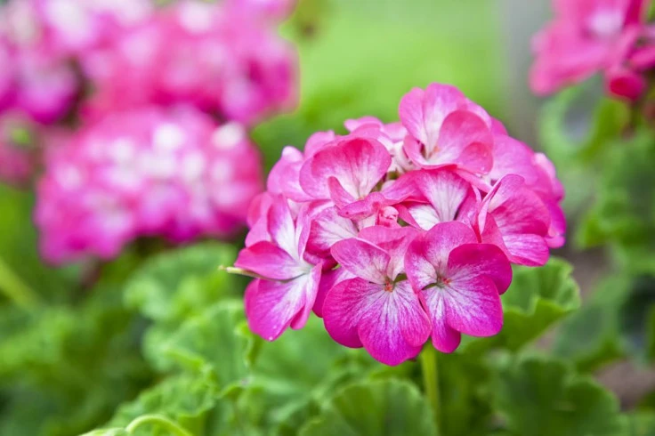 Geranium Extract Geranium Extract