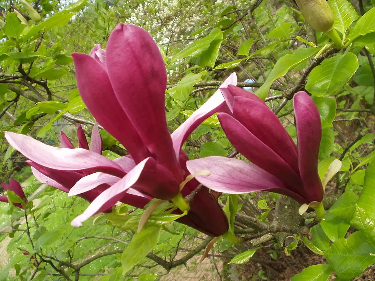 Magnolia Liliiflora Extract Magnolia Liliiflora Extract