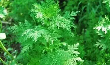 artemisinin wellgreen artemisinin wellgreen