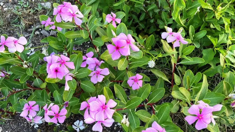 catharanthus-roseus-extract catharanthus-roseus-extract