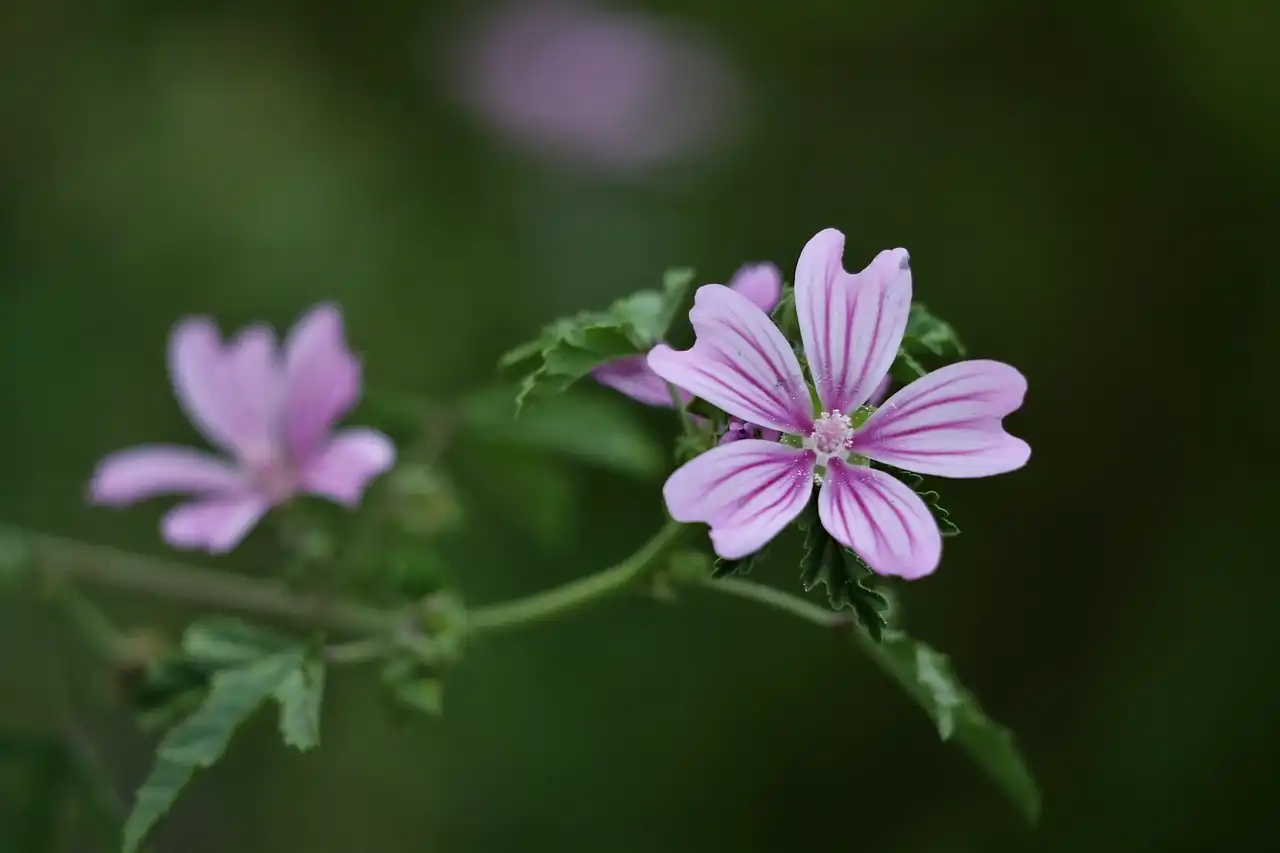 malva-verticillata malva-verticillata