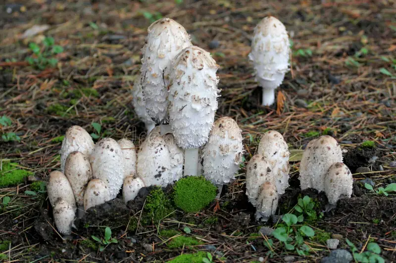 coprinus-comatus-powder coprinus-comatus-powder