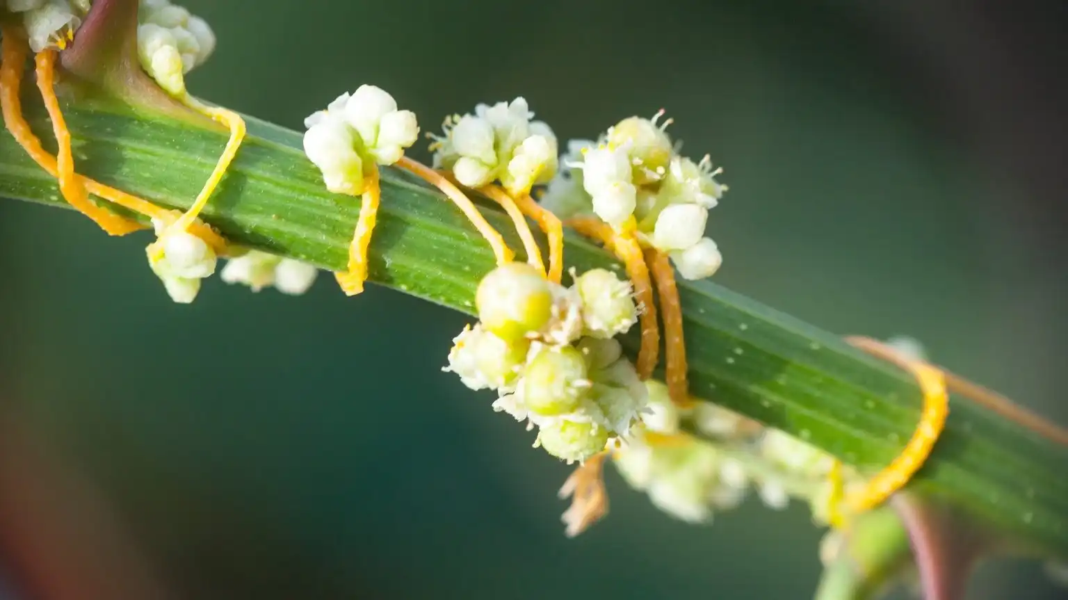 Dodder Seed Extract