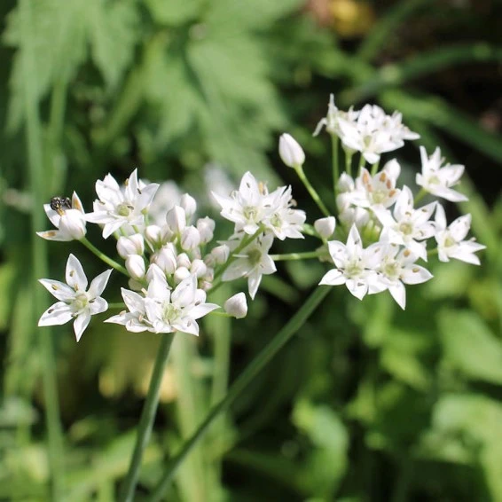 leek-extract leek-extract