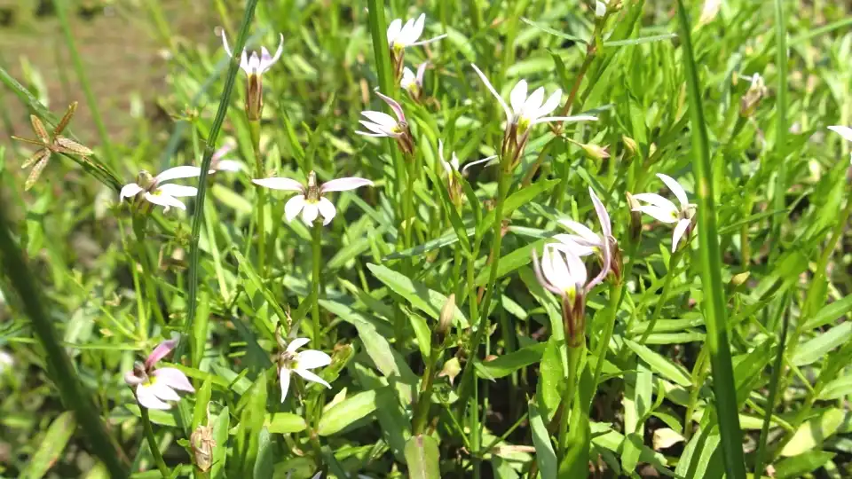 Chinese Lobelia Chinese Lobelia
