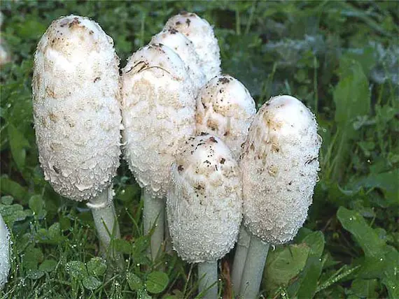 organic coprinus comatus powder organic coprinus comatus powder