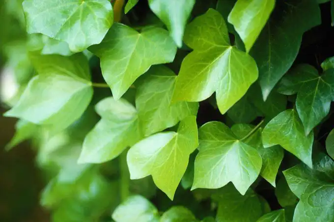 Ivy Extract Ivy Extract