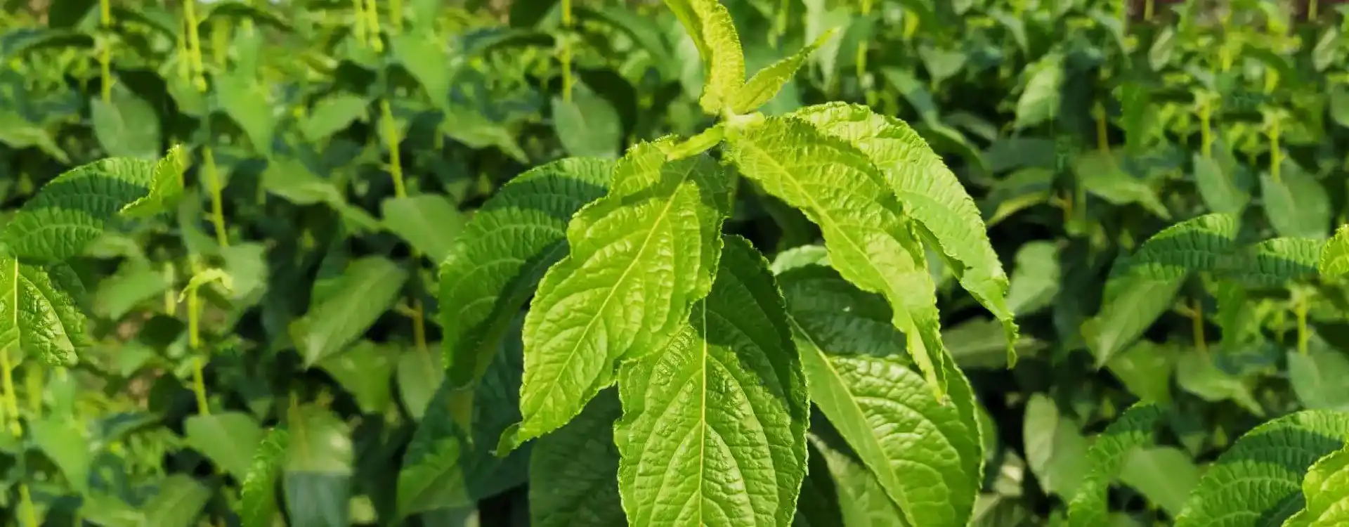 Eucommiae Extract Eucommiae Extract
