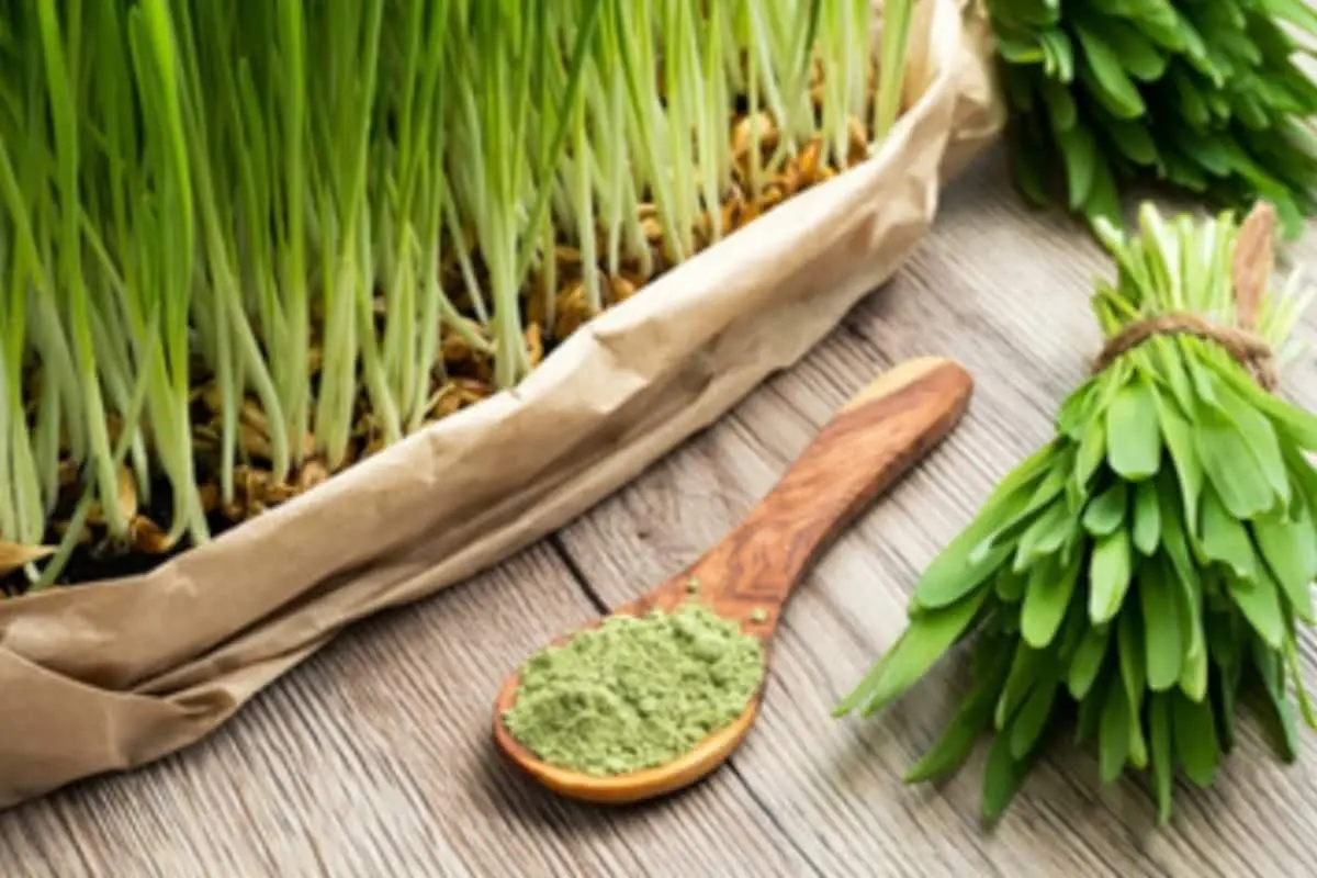 barley grass powder barley grass powder