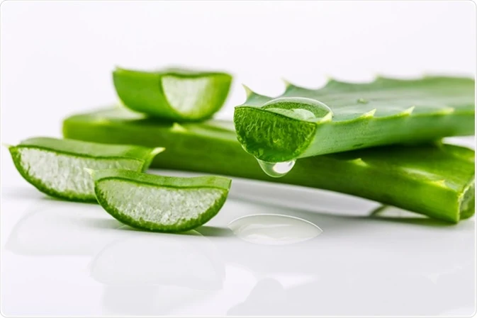 aloe vera aloe vera