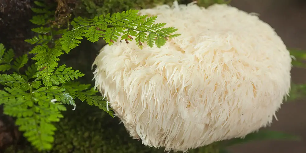 Lion Mane Extract Powder Lion Mane Extract Powder