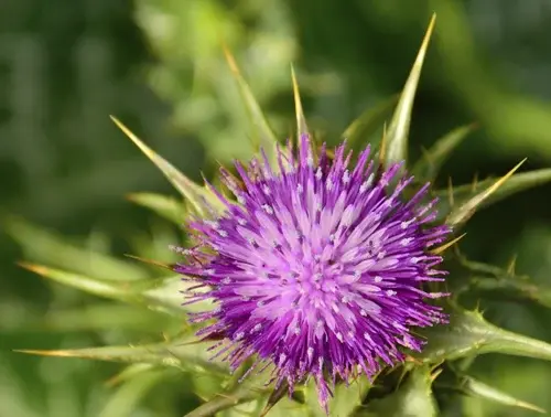milk-thistle-silymarin-extract milk-thistle-silymarin-extract