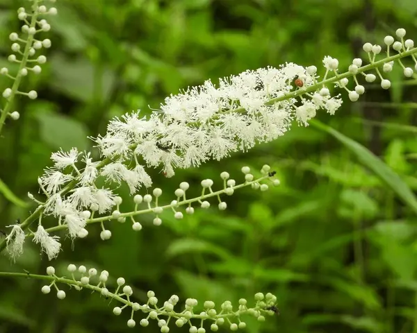 Rhizoma Cimicifugae Rhizoma Cimicifugae