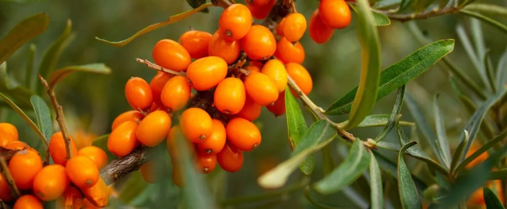 organic sea buckthorn organic sea buckthorn