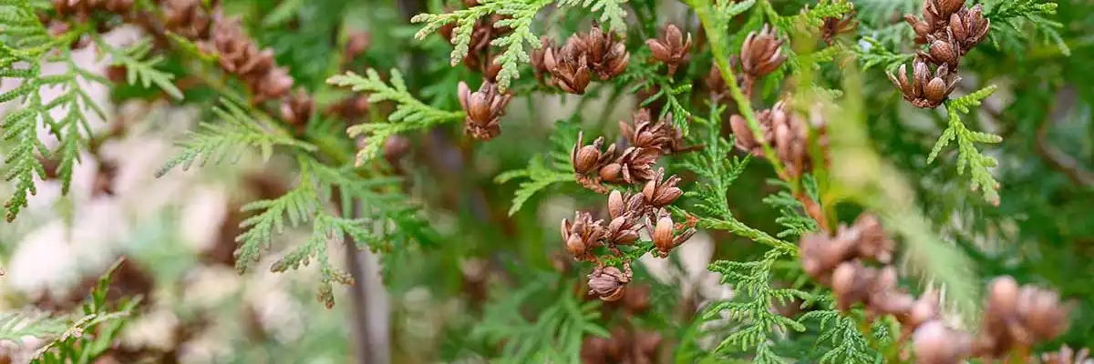 arborvitae seed arborvitae seed