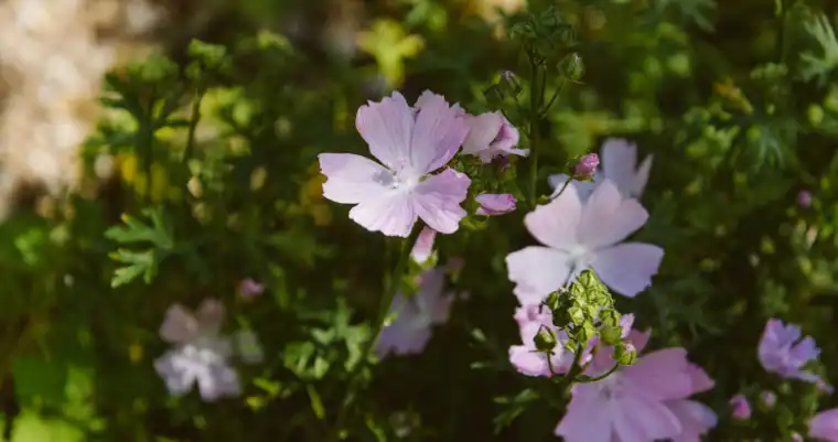 Malva Verticillata Malva Verticillata