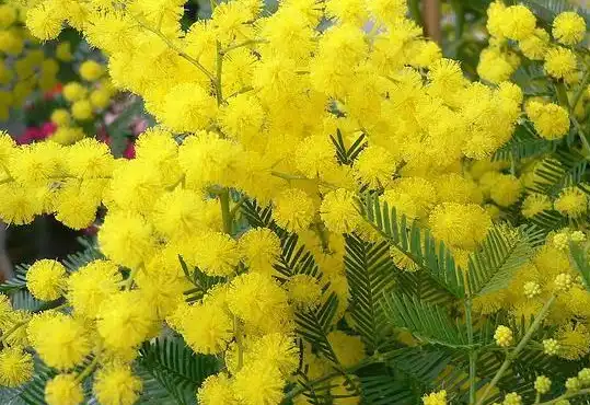 Acacia Dealbata Extract Acacia Dealbata Extract