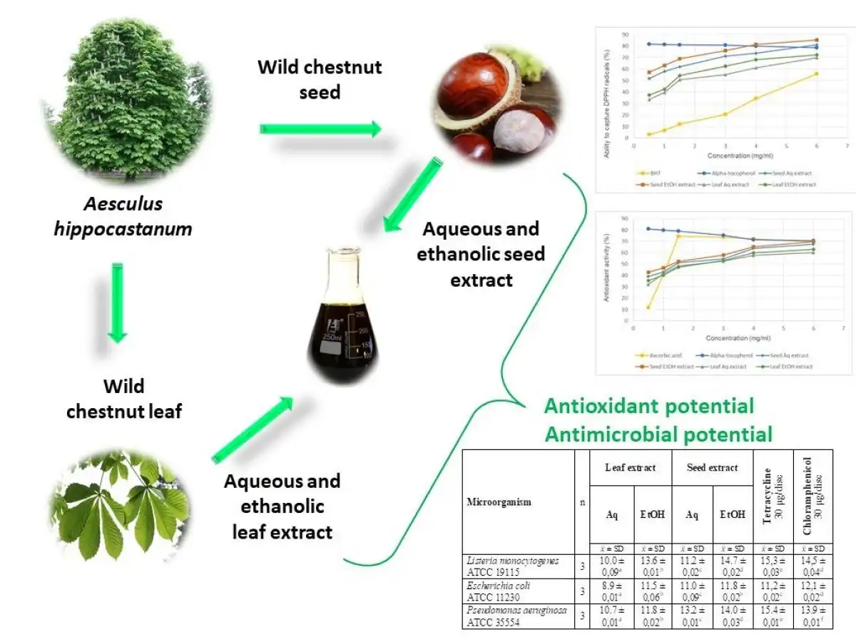 Aesculus Hippocastanum Extract Wellgreen Aesculus Hippocastanum Extract Wellgreen