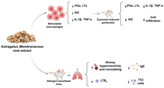Astragalus Membranaceus Astragalus Membranaceus