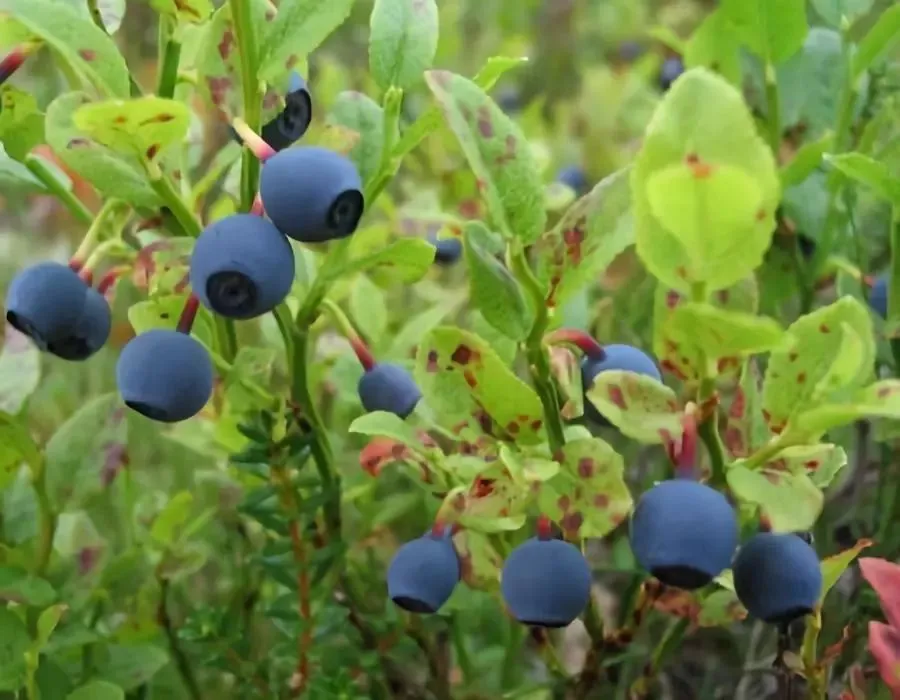 Bilberry Fruit Extract Powder Bilberry Fruit Extract Powder