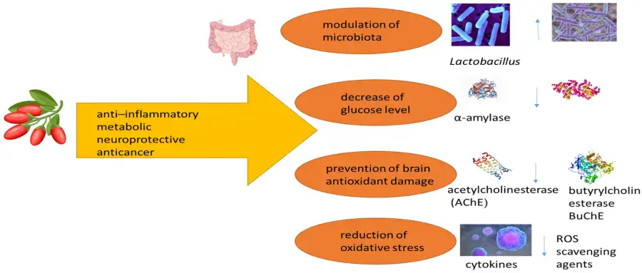 Goji Berry's Impact on Glucose Metabolism Goji Berry's Impact on Glucose Metabolism