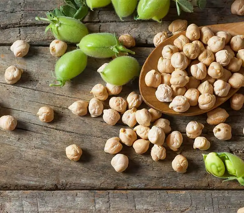 chickpea protein chickpea protein