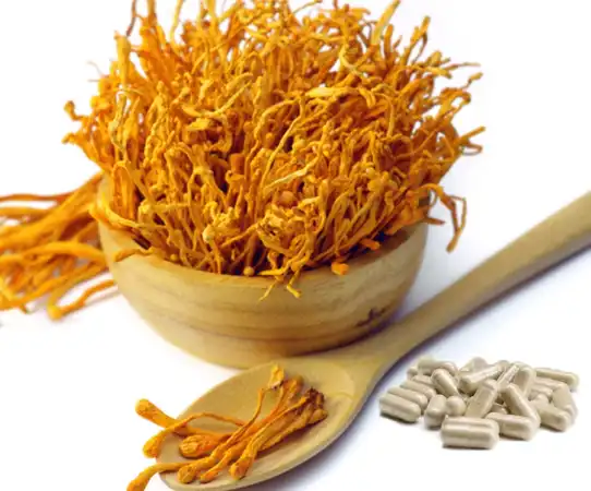 cordyceps mushroom powder cordyceps mushroom powder